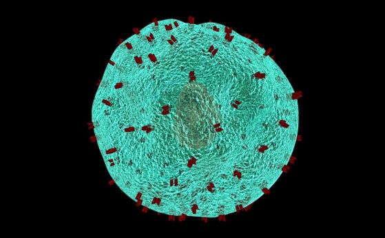 Активираща само Т-клетките ваксина срещу COVID-19 започва клинични изпитвания