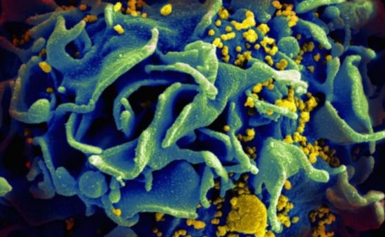 Учени идентифицираха втория случай на излекувал се от ХИВ без лекарства