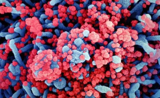 Излагането на безвредни коронавируси повишава имунитета към SARS-CoV-2