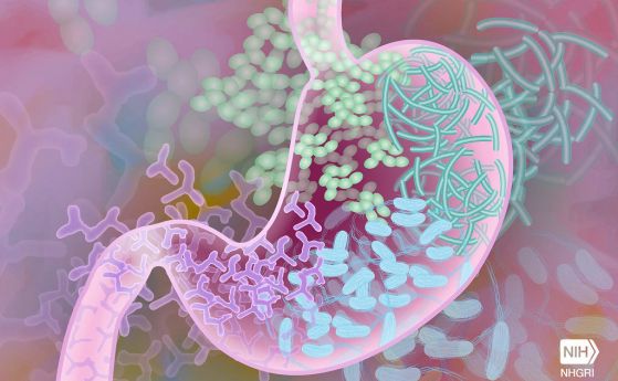 Откритие за сложното взаимодействие между храненето, чревната микробиота и имунитета