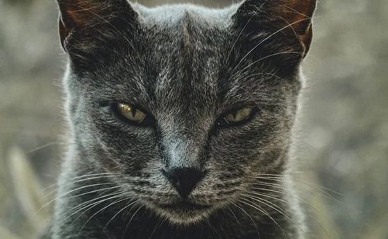Учени разработиха въпросник, за да установят дали котката ви е психопат