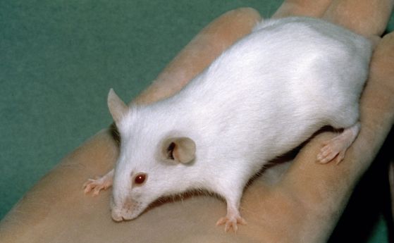 Ваксина спира "зомби" клетките, причиняващи болести на стареенето при мишки
