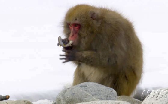 Първи в историята кадри показват как японски маймуни ловят риба (видео)