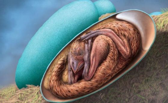 Перфектно запазено в яйцето си бебе динозавър дава нови еволюционни улики (видео)