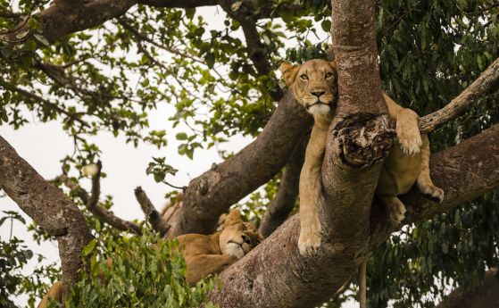 Уникална популация катерещи се по дърветата лъвове отглежда малки (видео)