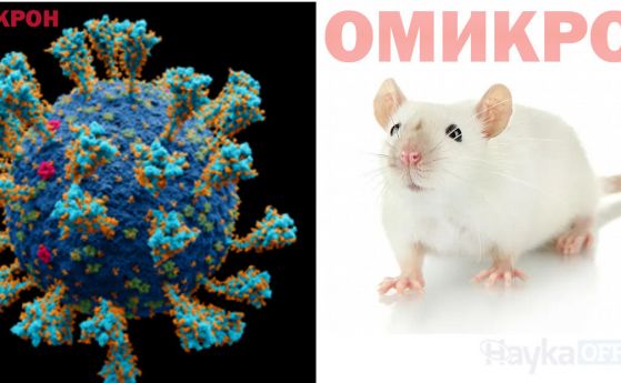 Омикрон може да се е развил в мишка. И е много вероятно да е лабораторна