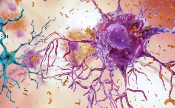 Стимулирането на имунните клетки подобрява изчистването на отпадъците от мозъка