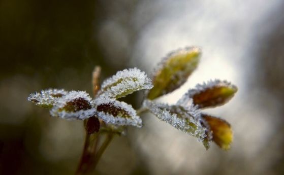 Защо студът е важен за растенията?