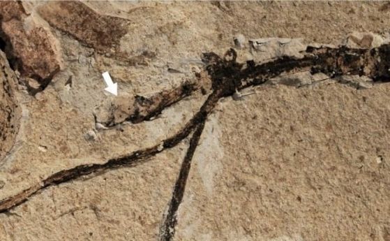 Новооткрит фосил е отговорът на „отвратителната“ мистерия на Дарвин