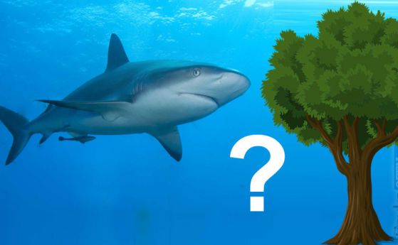 Невероятно, но акулите са по-стари от дърветата