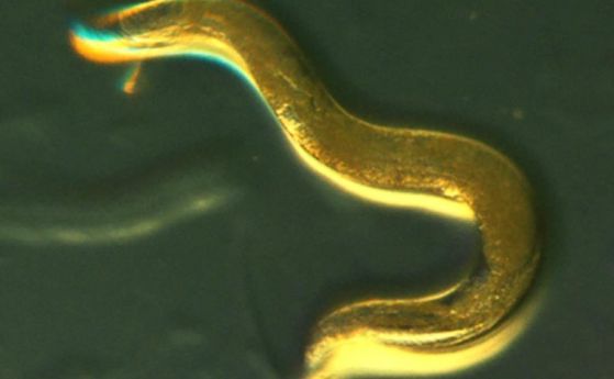 Хранени с естествен растителен екстракт червеите да живеят 40% по-дълго