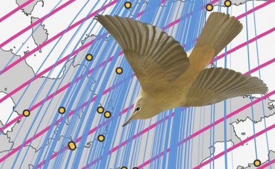 Птиците използват магнитното поле на Земята за „знак стоп“, когато мигрират