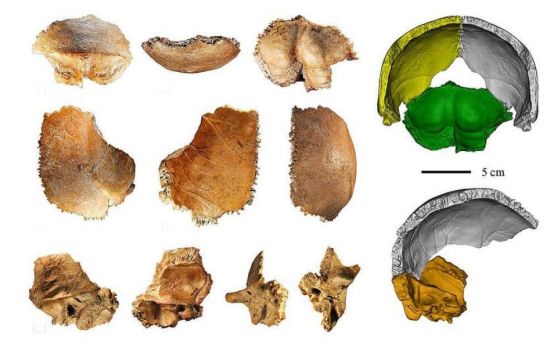 Най-старият череп с голям капацитет може да е първият известен на денисовец, открит някога