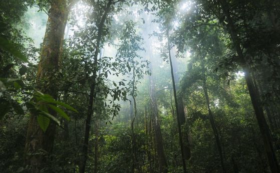Над 9000 дървесни вида все още чакат да бъдат открити, преди да изчезнат