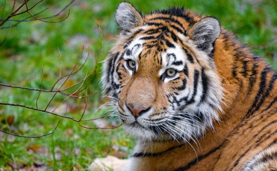 Защо тигрите са оранжеви? Неочаквано, но така тяхната плячка не ги вижда