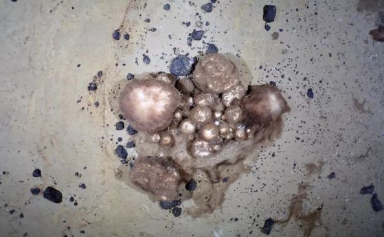 300-годишни арктически гъби пируват с труповете на съседни разлагащи се изчезнали същества