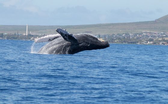 Мъжки гърбати китове плуват 6000 километра между Мексико и Хаваите, преследвайки самотни женски (видео)