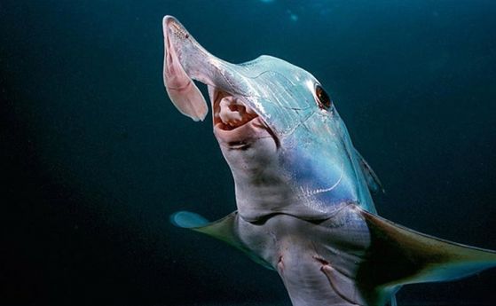 Възпроизвеждане и еволюция: Историята на рибите говори за хората