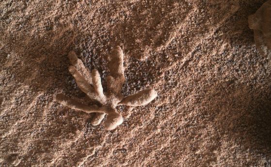 Curiosity откри странна скала на Марс, която прилича на цвете (3D модел)