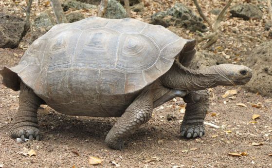 Гигантски вид костенурка, непознат на науката, е открит в Галапагос