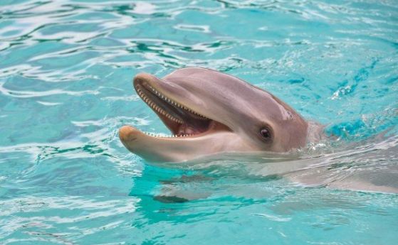Дресьор е атакуван от делфини в аквариум: Често ли тези морски бозайници нападат хора? (видео)