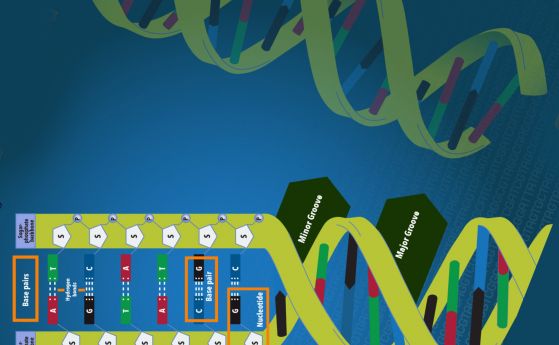 Лабораториите сглобяват синтетични гени и това е по-евтино от всякога