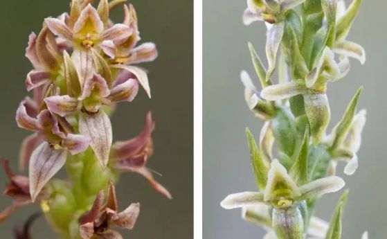 Орхидея, изчезнала в продължение на почти век, е преоткрита в Австралия