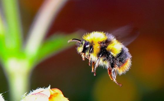 Как лети пчелата и митът за нейния полет
