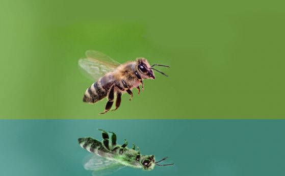 Странен ефект върху полета на пчелите, когато летят над огледало