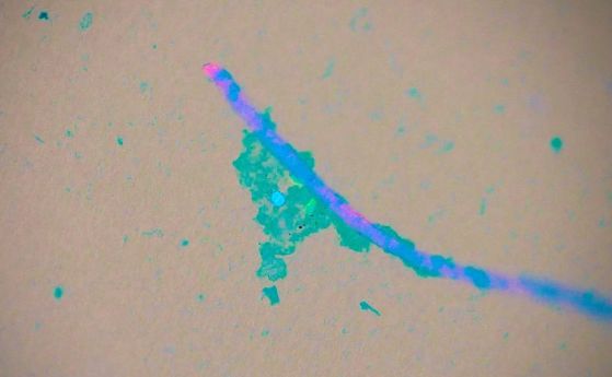 Микропластмасите в морската вода могат да приютят опасни патогени