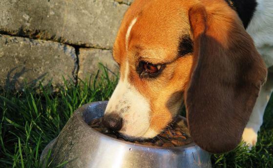 Колко често трябва да храните кучето си? Мащабно проучване разкрива изненадващ отговор