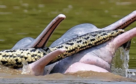 Секс игри за напреднали: Срещата на речни делфини и анаконда не завършва добре