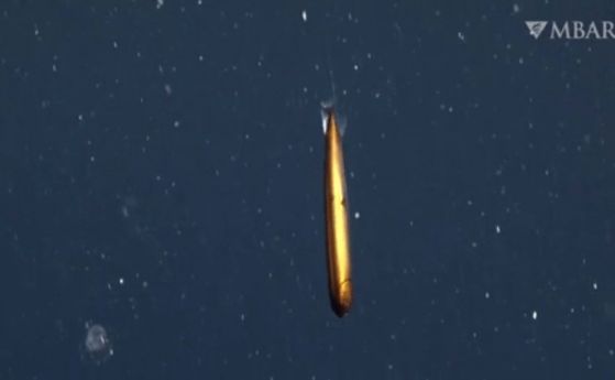 Неуловим дълбоководен „дракон“ с бронзови люспи е заснен на видео край бреговете на Калифорния (видео)