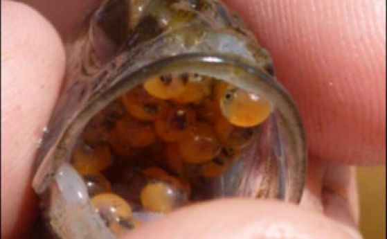 Някои мъжки риби излюпват в устата си хайвер, оплоден от други