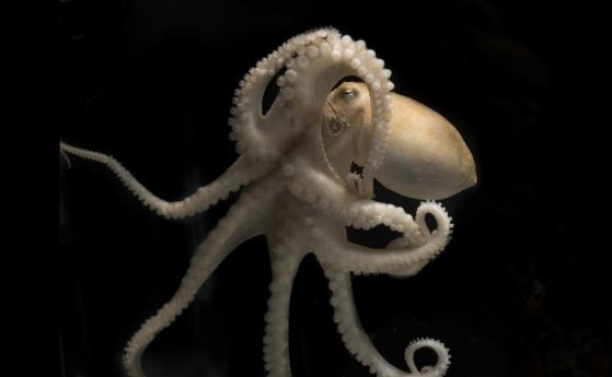 Октоподите трагично се самоунищожават след чифтосване. Защо?