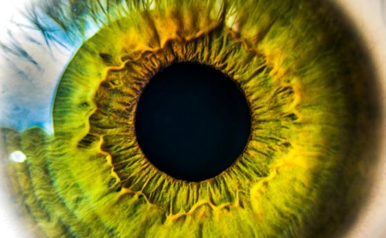 човешко око