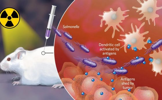 Инжектирането на салмонела помага на имунната система на мишките да убива тумори