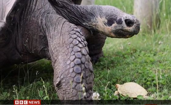 Рядка галапагоска гигантска костенурка албинос е родена в швейцарския зоопарк (видео)