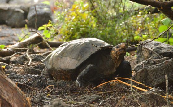 Видът гигантски костенурки на остров Фернандина не е изчезнал