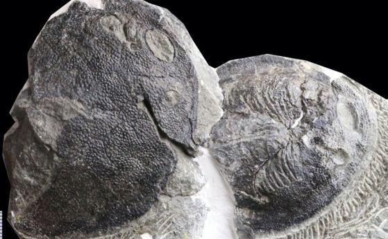 Човешкото средно ухо е еволюирало от рибните хриле, доказват редки китайски фосили