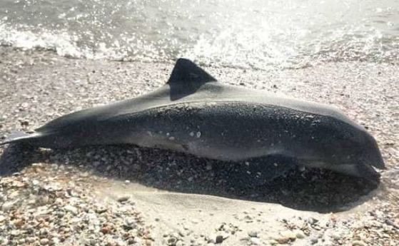 Хиляди черноморски делфини загиват от наранявания, свързани с войната (видео)