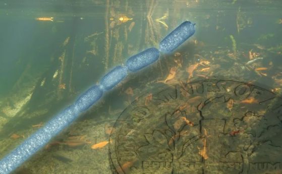 Гигантски бактерии, 5000 пъти по-големи от нормалното, са открити в мангрови гори (видео)