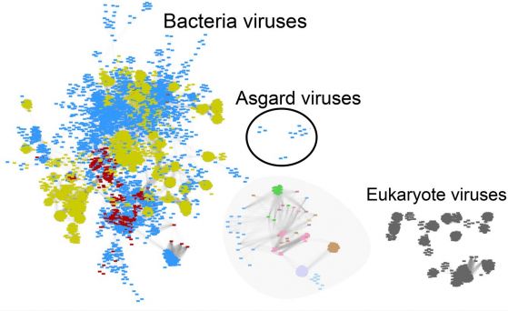 Вируси, заразяващи асгардски археи