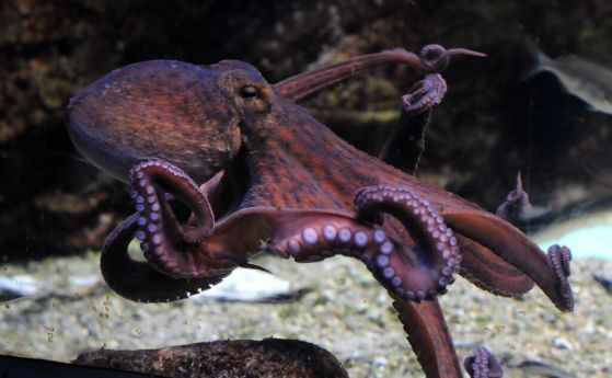 Octopus vulgaris, обикновен октопод