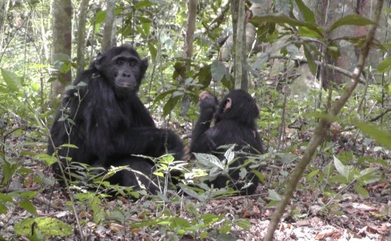 шимпанзета се научиха да копаят кладенци