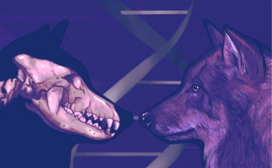 ДНК на вълци от ледниковия период разкрива, че кучетата произхождат от две отделни популации вълци