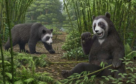 Голямата панда от миоцена е имала загадъчен допълнителен „палец“