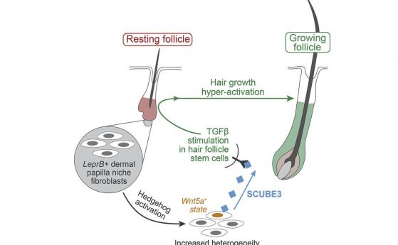 Открита е сигнализираща молекула, която мощно стимулира растежа на косата