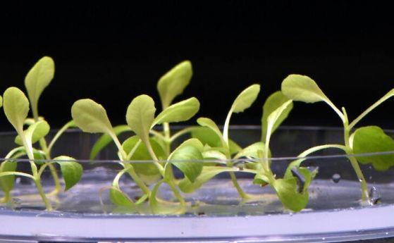 Проект за изкуствена фотосинтеза спечели награда на НАСА