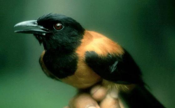 Качулатият питохуи, единствената отровна птица в света (видео)